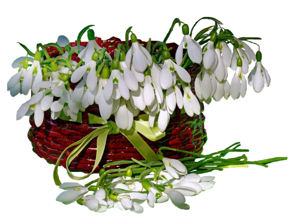 Цветы в корзинке