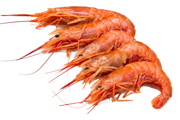 Лангустины австралийские