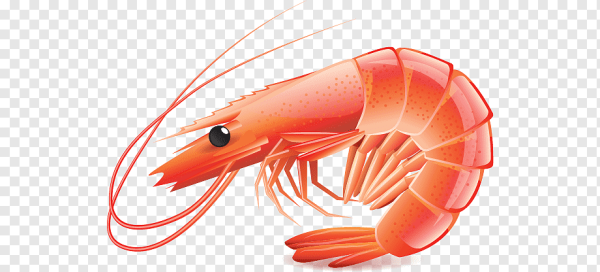 Креветка вектор