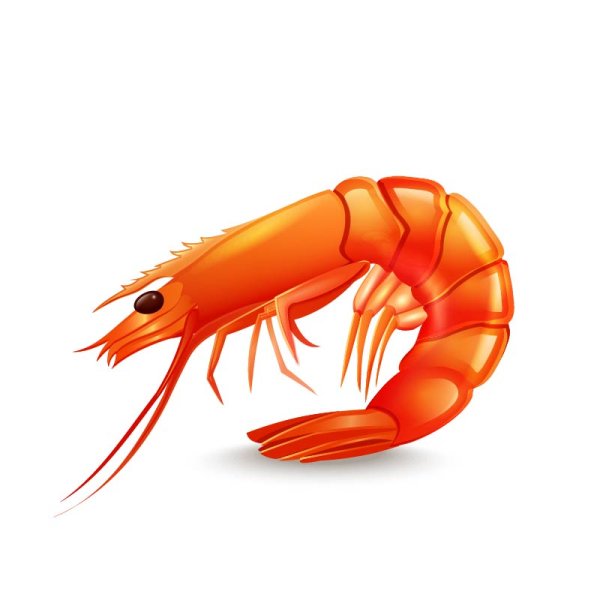 Креветка изображение