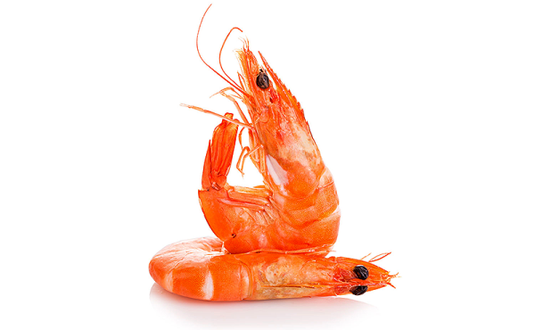 Креветка на белом фоне