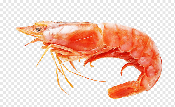 Креветка на белом фоне