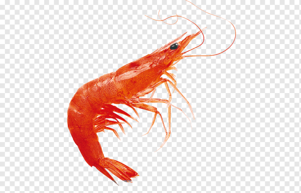 Креветка без фона