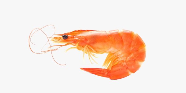 Креветка на прозрачном фоне