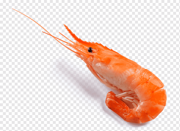 Морепродукты на белом фоне