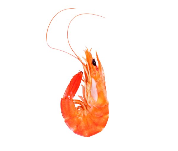 Креветка чб