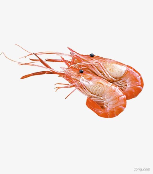 Креветка на белом фоне