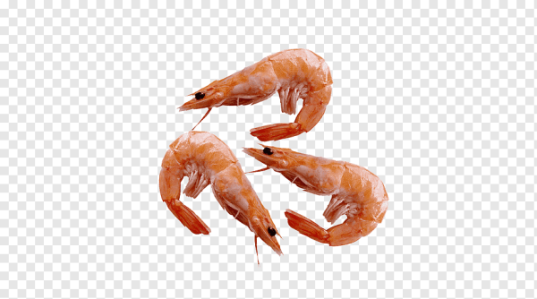 Креветка рисовать