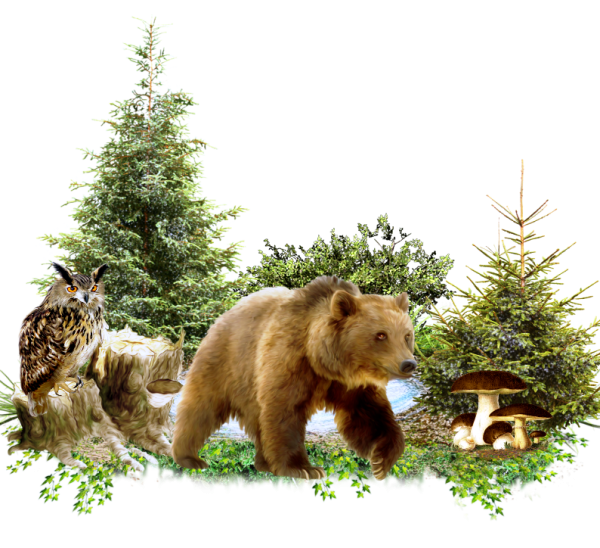 Животные леса на прозрачном фоне