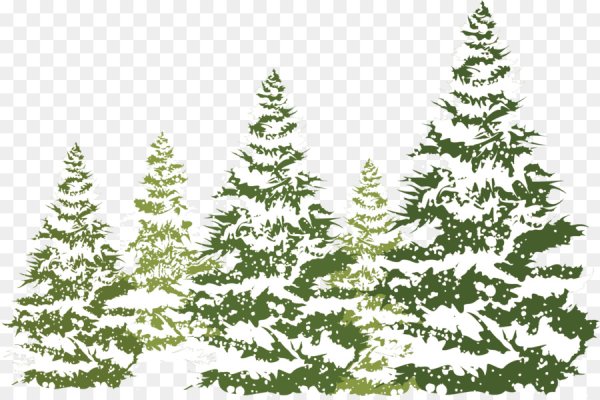 Еловый лес на прозрачном фоне