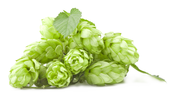 Хмель на белом фоне