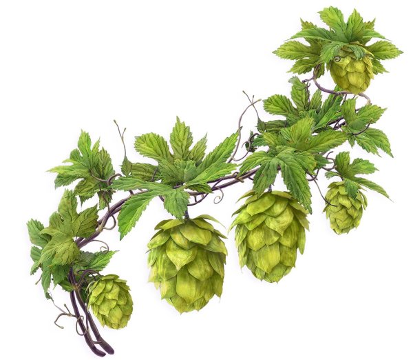 Ветка хмеля