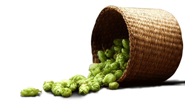 Хмель на прозрачном фоне