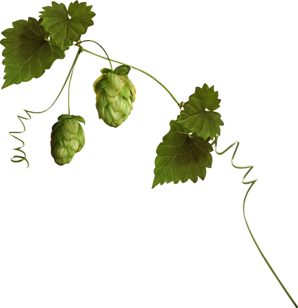 Соплодия хмеля обыкновенного