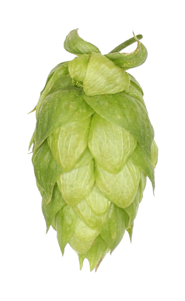 Хмель трафарет