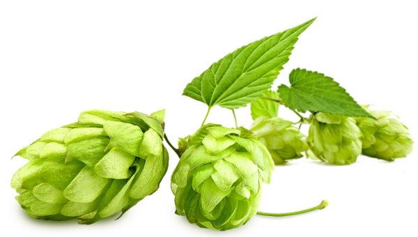 Шишки хмеля вектор