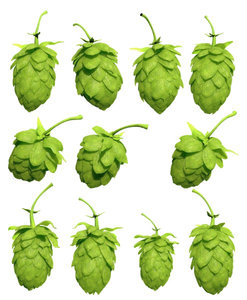 Шишки хмеля на прозрачном фоне