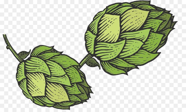 Шишки хмеля вектор