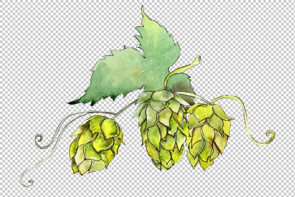 Ветка хмеля вектор