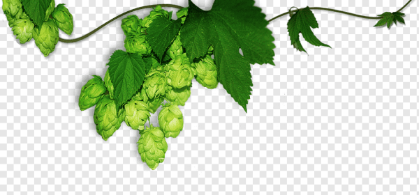 Ветка хмеля