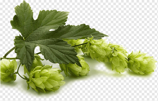 Хмель вектор