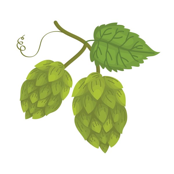 Хмель рисунок