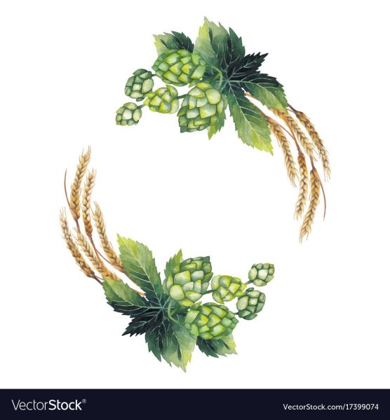 Ветка хмеля