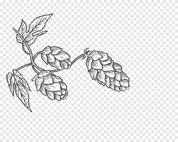 Шишки хмеля вектор