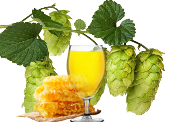 Веточка хмеля вектор