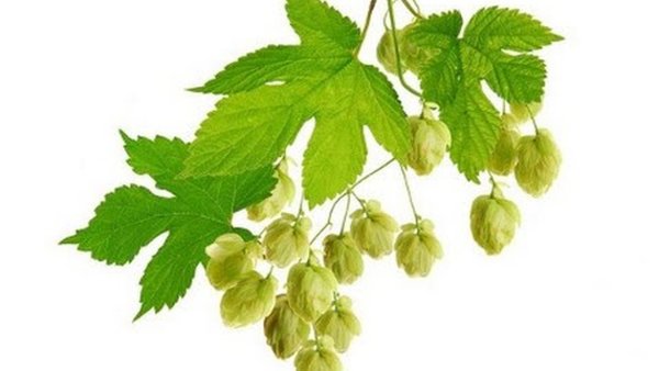 Темный Хмель