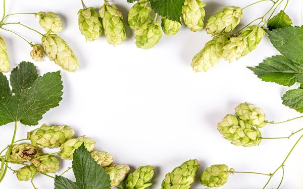 Хмель орнамент