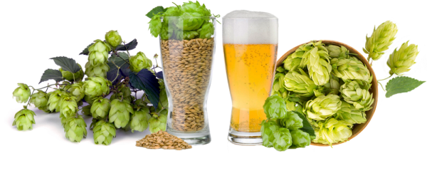 Хмель на белом фоне