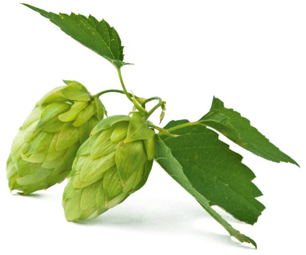 Шишечка хмеля вектор