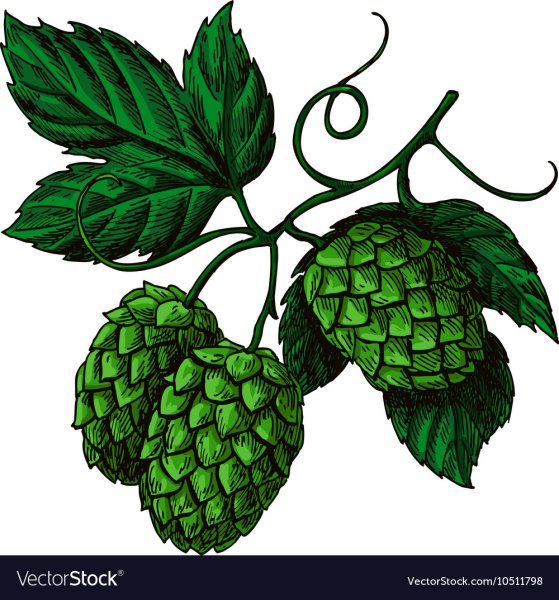 Ветка хмеля