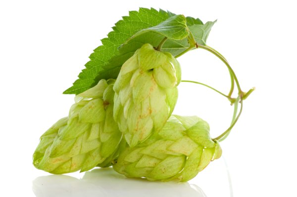 Веточка хмеля вектор