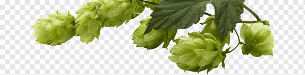 Хмель PNG прозрачный фон