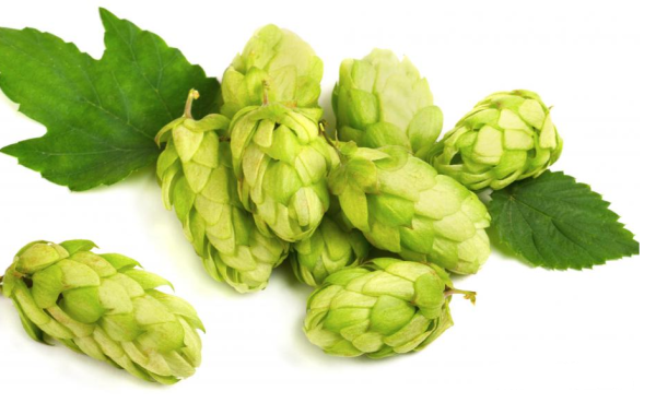 Ветка виноградной лозы