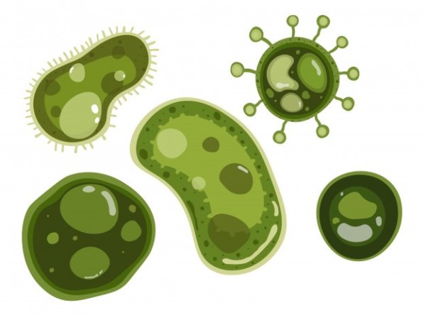 Векторные бактерии