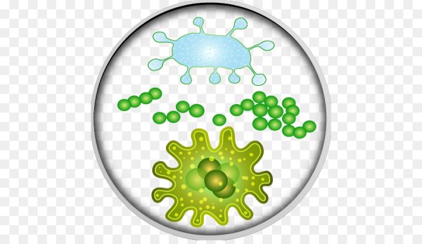 Микроорганизмы без фона