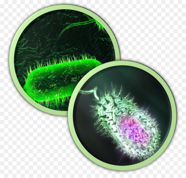 Бактерии без фона