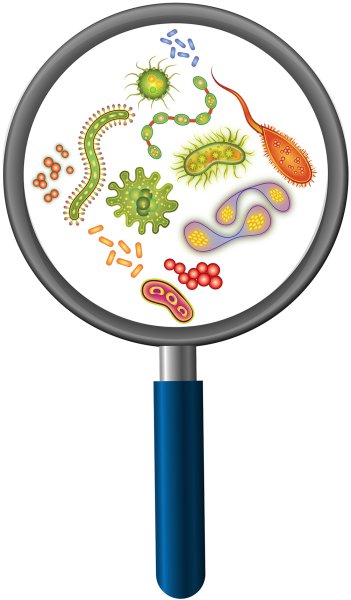 Вирусы и бактерии