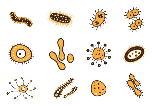 Бактерия схематично