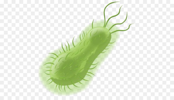 Бактерии на белом фоне