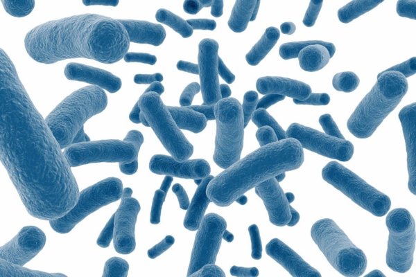 Пробиотики бифидобактерии