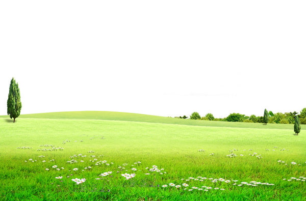 Зеленая лужайка с цветами