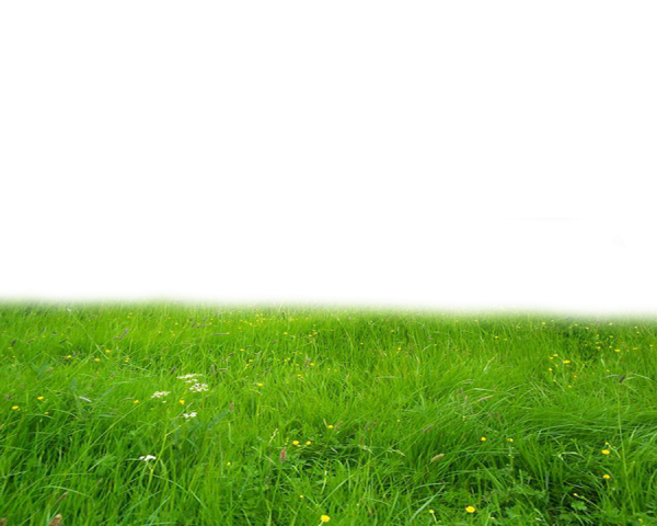 Трава на белом фоне