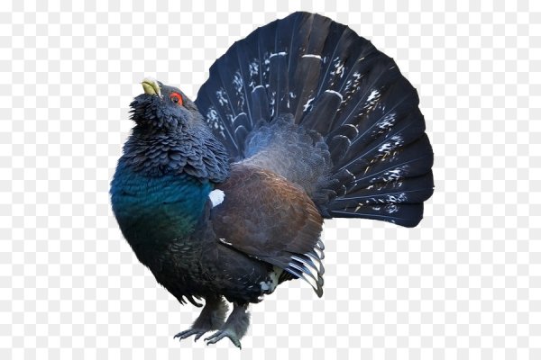 Глухарь на белом фоне