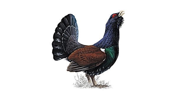 Тетерев на белом фоне