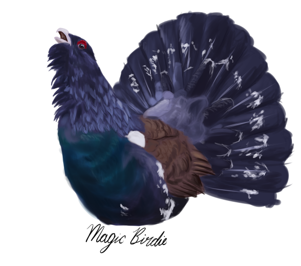 Тетерев на белом фоне