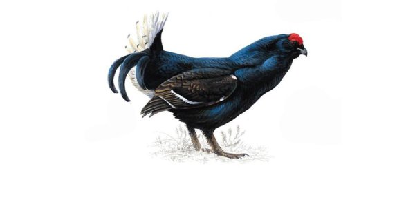 Тетерев на белом фоне